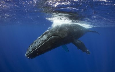 Canadian government pushes pipeline while ngos push for action to save southern resident orcas