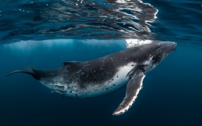 What prospects for whales, dolphins and porpoises in 2018?